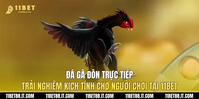 Đá Gà Đòn Trực Tiếp