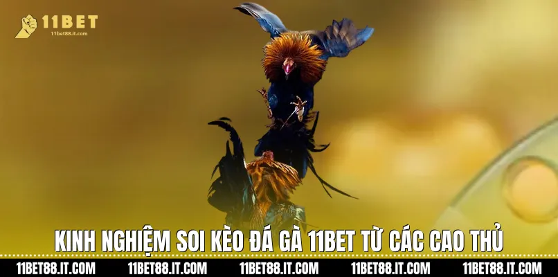Kinh nghiệm soi kèo Đá gà 11Bet từ các cao thủ
