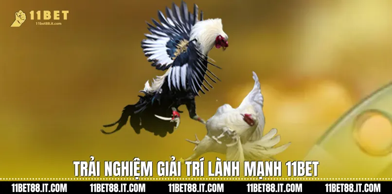 Trải nghiệm giải trí lành mạnh 11Bet 